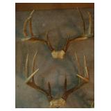 Deer Antlers (5)