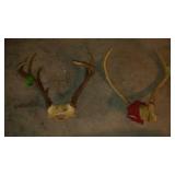 Deer Antlers (5)