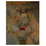 Deer Antlers (5)