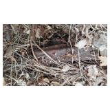 Hay Rake with 48 in. Wheels