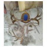 Antlers (6).