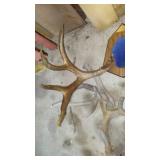 Antlers (6).
