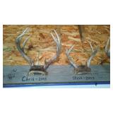 Antlers (6).