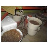 Assortment of larger outdoor plante...