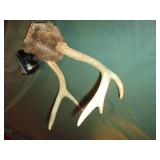 Small deer antler mount with Johnso...