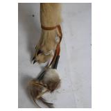 Unique Taxidermy Coyote Head Walking Stick with Feathers