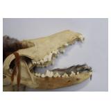 Unique Taxidermy Coyote Head Walking Stick with Feathers