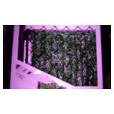 hedge slates for chaiin link fence ...