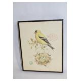 Framed Bird Illustration Art by Barrett