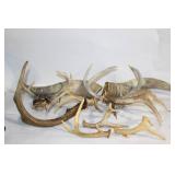 Collection of Vintage Antlers and Polished Horns