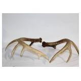 Collection of Vintage Antlers and Polished Horns