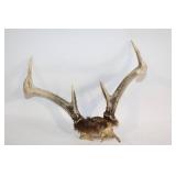 Collection of Vintage Antlers and Polished Horns