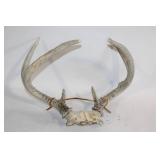 Collection of Vintage Antlers and Polished Horns
