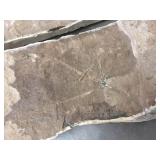 2 Slabs Fossil Leaves - Slabs 23" & 31" Long