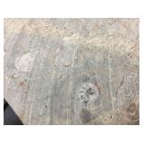 Fossil Specimen 11 1/2" x 9" + Limestone Fossil Lief Print