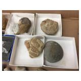 Variety of Fossil Specimens