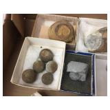 Variety of Fossil Specimens