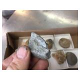 Variety of Fossil Specimens