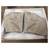 Mineral Specimens + Lief Fossil