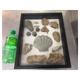 Nice Fossil Display - 12" x 15"