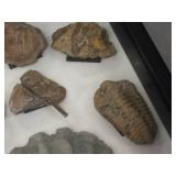 Nice Fossil Display - 12" x 15"