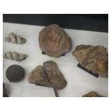 Nice Fossil Display - 12" x 15"