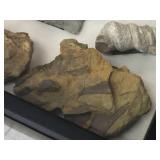 Nice Fossil Display - 12" x 15"