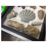 Nice Fossil Display - 12" x 15"