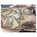 Group Fossil - Petrified Bone