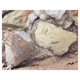 Group Fossil - Petrified Bone