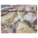 Group Fossil - Petrified Bone