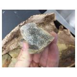 Group Fossil - Petrified Bone