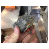 Group Fossil Specimens