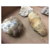 Group Fossil Specimens