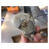 Group Fossil Specimens