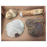 Group Fossils - Shells