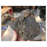 Group Fossils - Shells