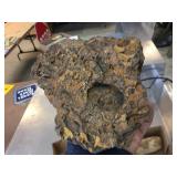 Group Fossils - Shells