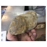 Group Fossils - Shells