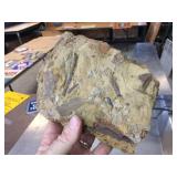 2 Larger Fossil Specimens