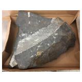 Larger Serpent-Like Fossil