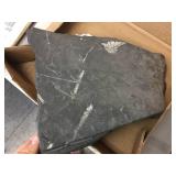 Larger Serpent-Like Fossil