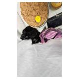 Assorted Vintage Plates, KittyBall Toy(works),