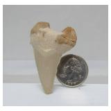 Excellent Estate Lot of Larger Size Exotic Stones, Minerals Fossils & More #3