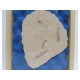 Genuine Framed Fish Fossil - "Knightia"
