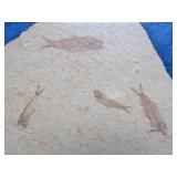 Genuine Framed Fish Fossil - "Knightia"