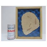 Genuine Framed Fish Fossil - "Knightia"