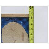 Genuine Framed Fish Fossil - "Knightia"