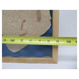 Genuine Framed Fish Fossil - "Knightia"