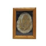 Genuine Framed Metacanthina Trilobite Fossil